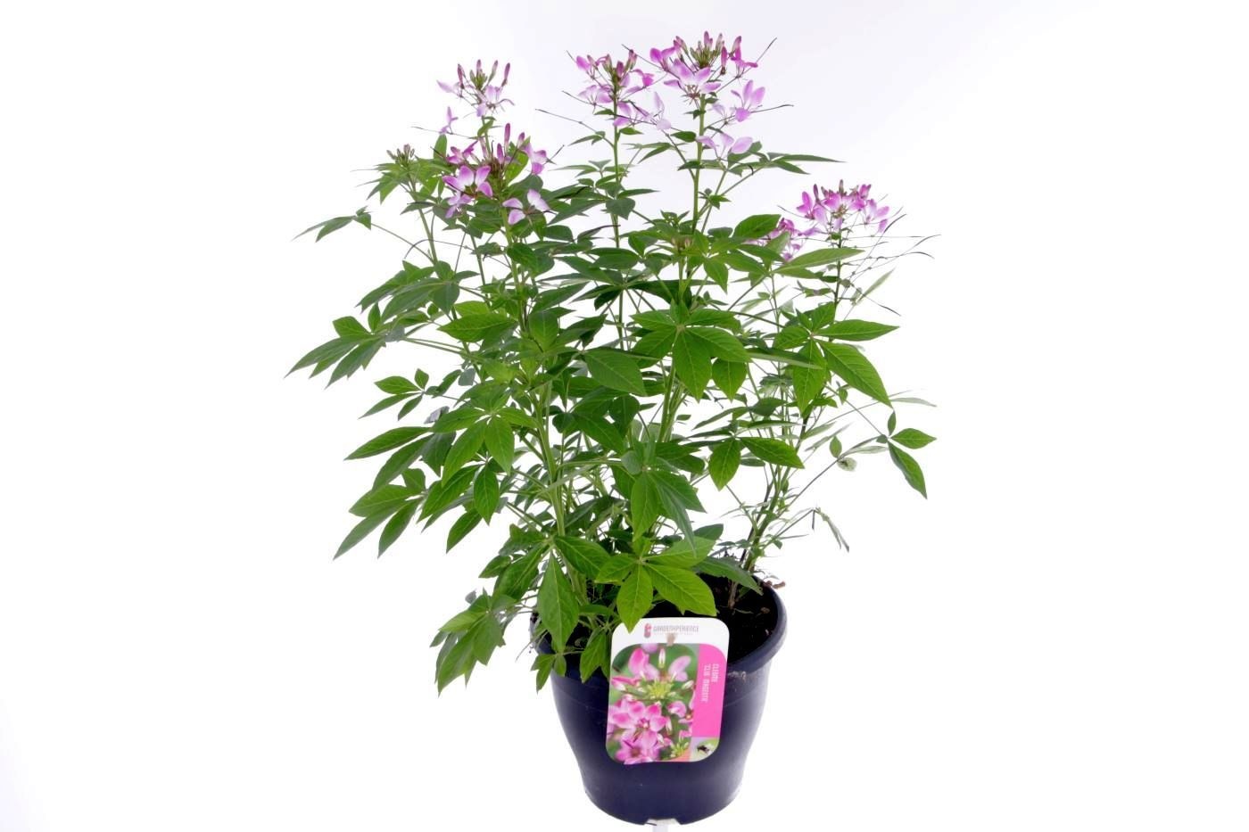 Cleome clio magenta, D 23