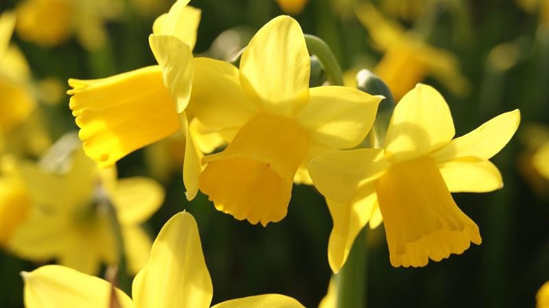NARCISSUS CYCLAMINEUS 'TETE-A-TETE', D 23