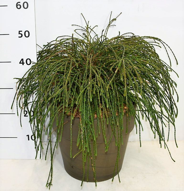 Thuja pl. 'Whipcord', D 35