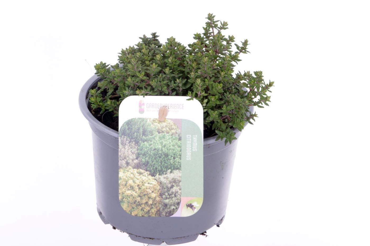 Thymus vulgaris Precompa, D 13