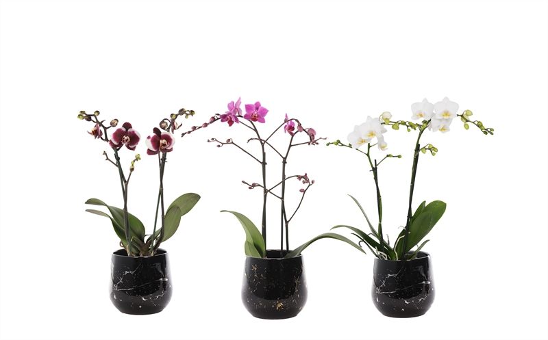 Stoneware p12 Rhonda gold Phal multiflower mix 2T22+, D 12