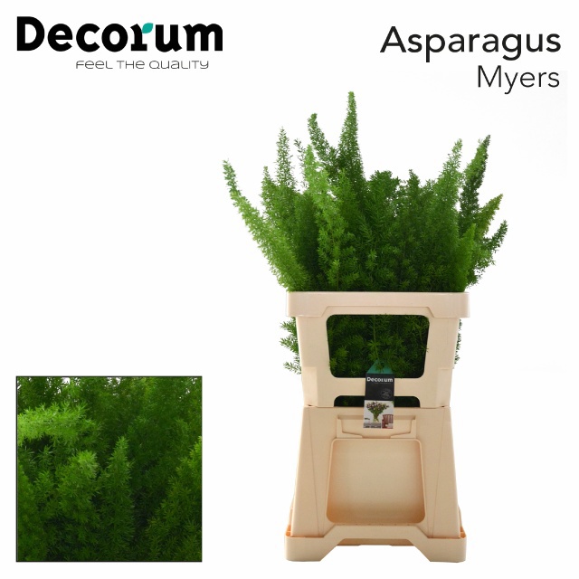 Аспарагус Маерс 60, шт.