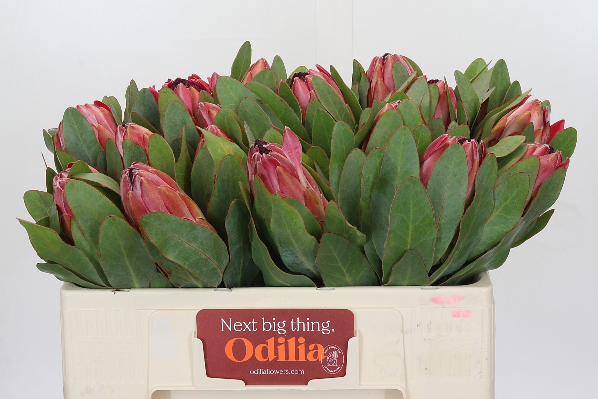 Протея Сильвия 50, шт.