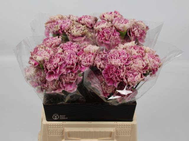 Диантус од. Антигуа, шт.