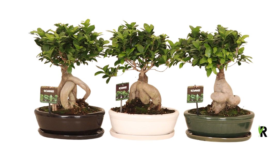 Ficus micr. Ginseng in keram. ovaal schaal met schotel gemengd, D 30