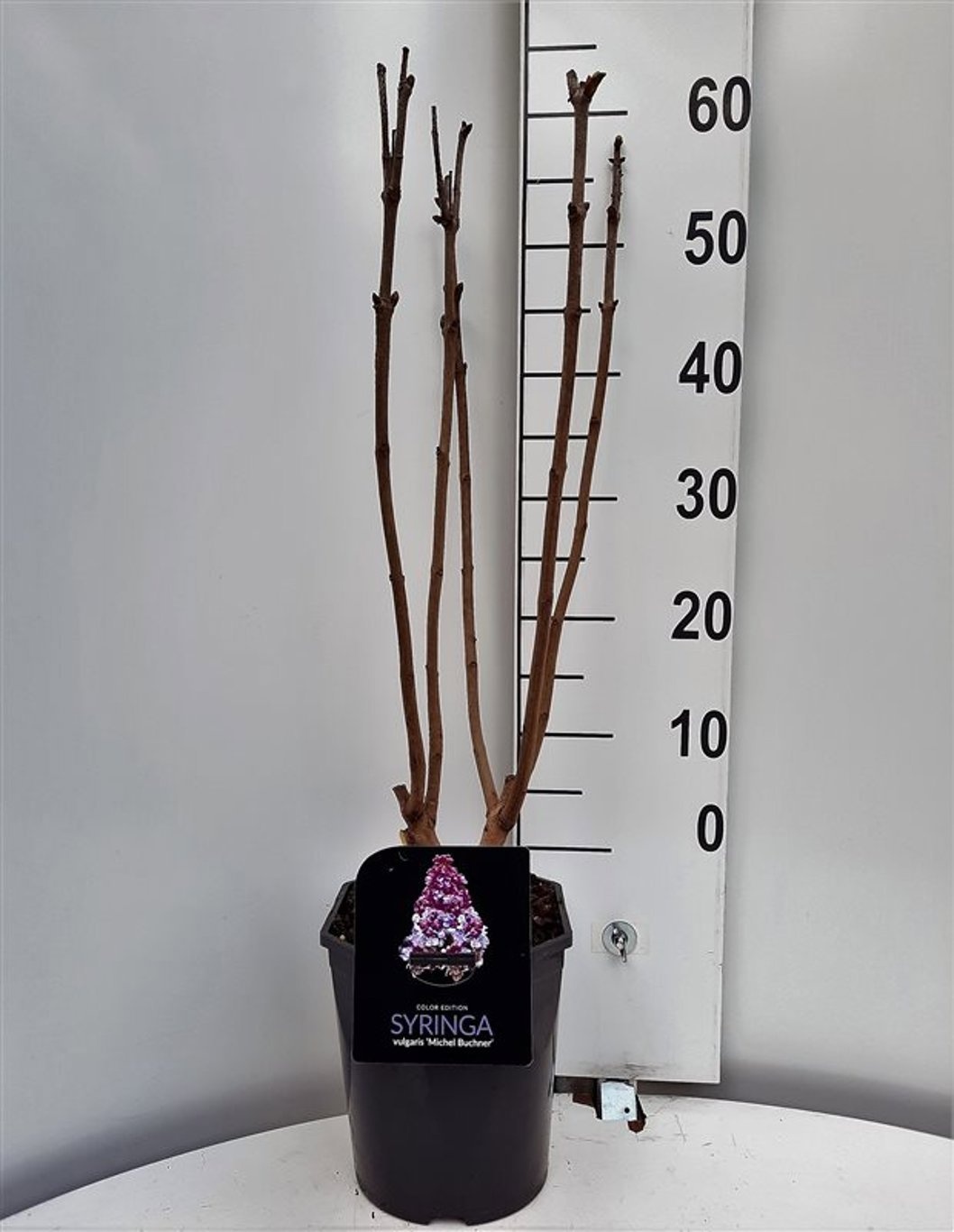 Syringa vulgaris Michel Buchner, D 21