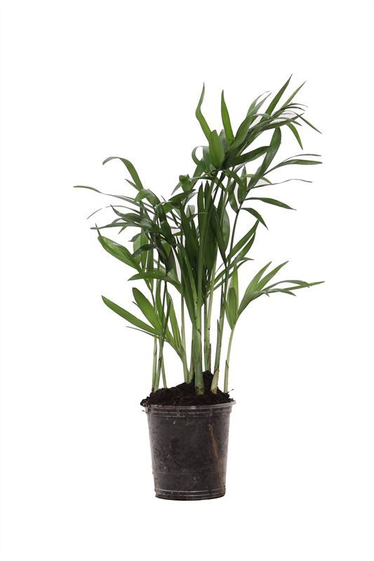 Chamaedorea p06 elegans, D 6