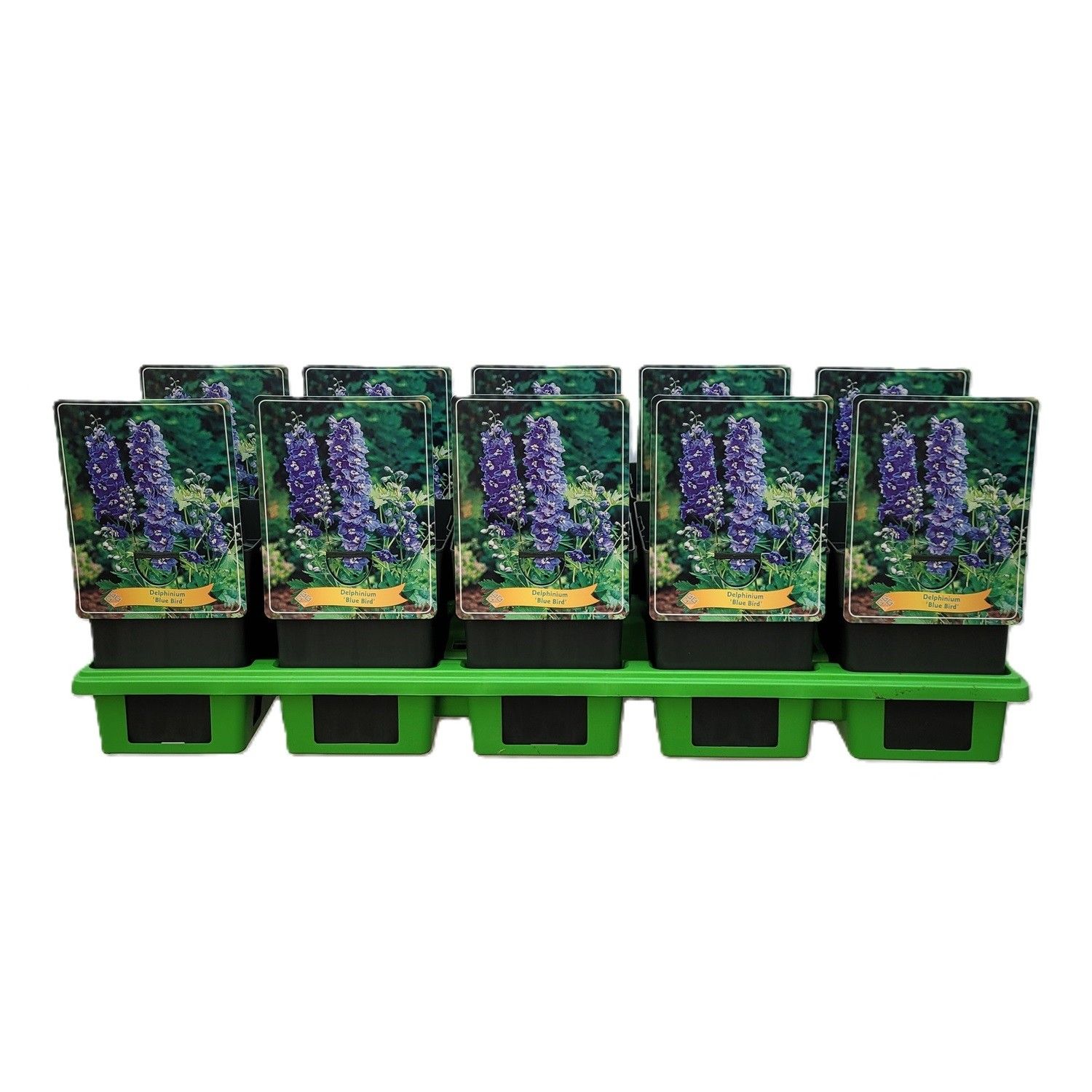 Delphinium Blue Bird P11, D 11