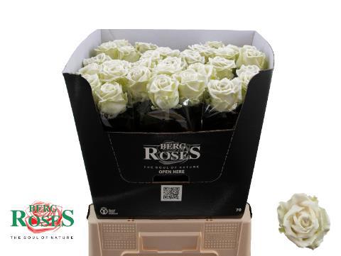 Роза од. Овериг в воске 70, шт.