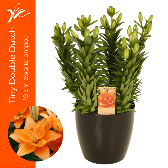 Lilium Tiny Double Dutch in19 cm zwarte ompot (az. lelie), D 19 cm Lilium Tiny Double Dutch in19 cm zwarte ompot (az. lelie), D 19 cm