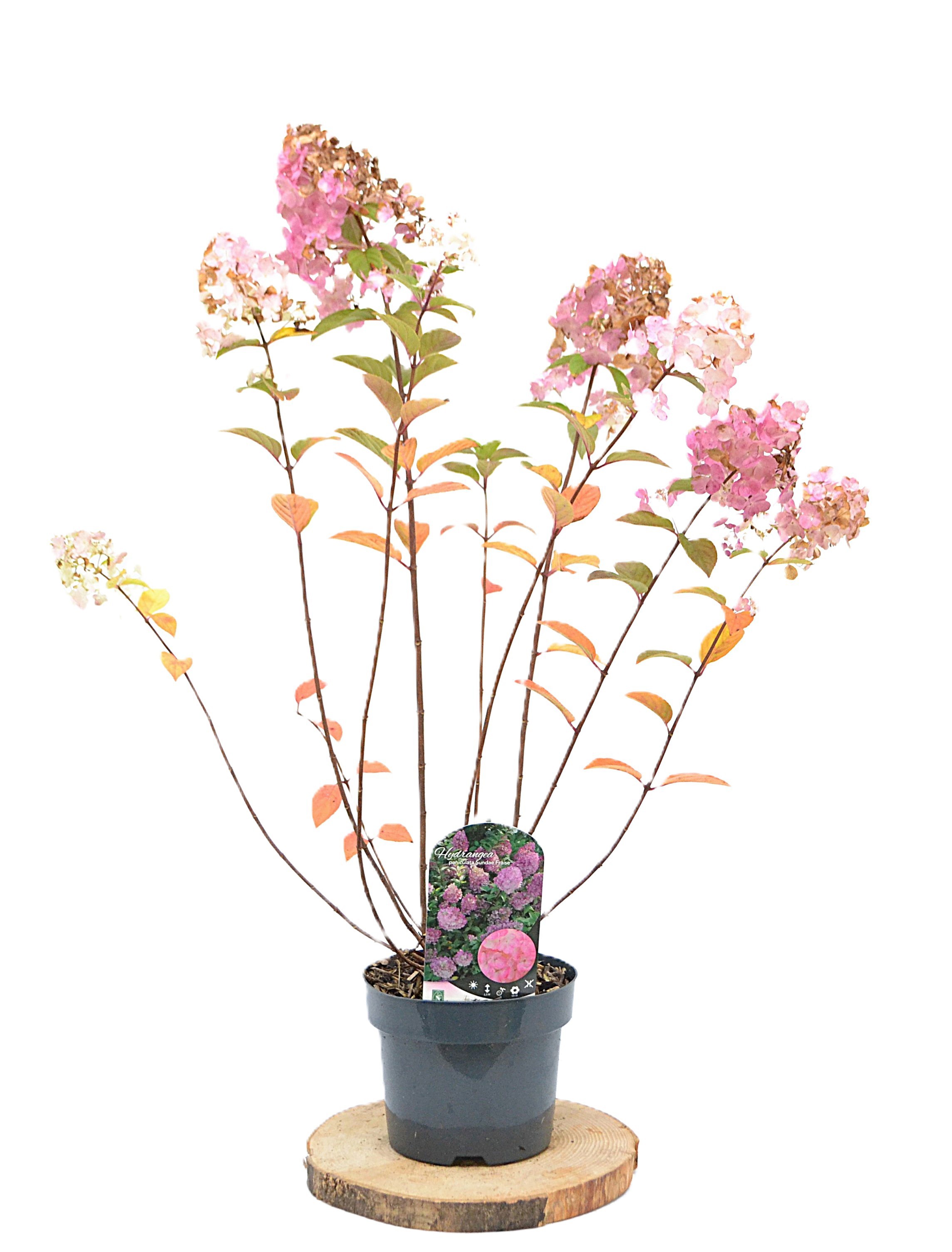 Hydrangea paniculata Sundae Fraise C5, D 23