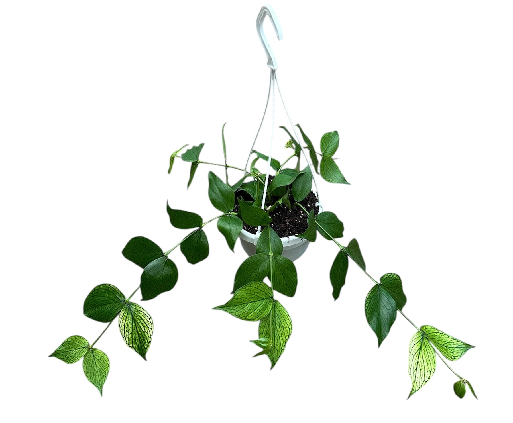 Hoya polyneura, D 14