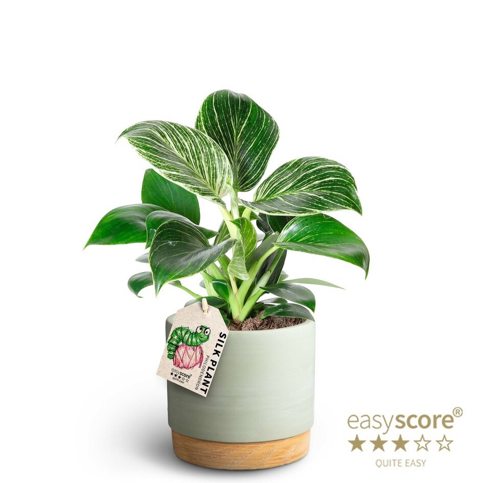 PHILODENDRON-HYBRID 41126086 WB Green White Measu, D 12 cm