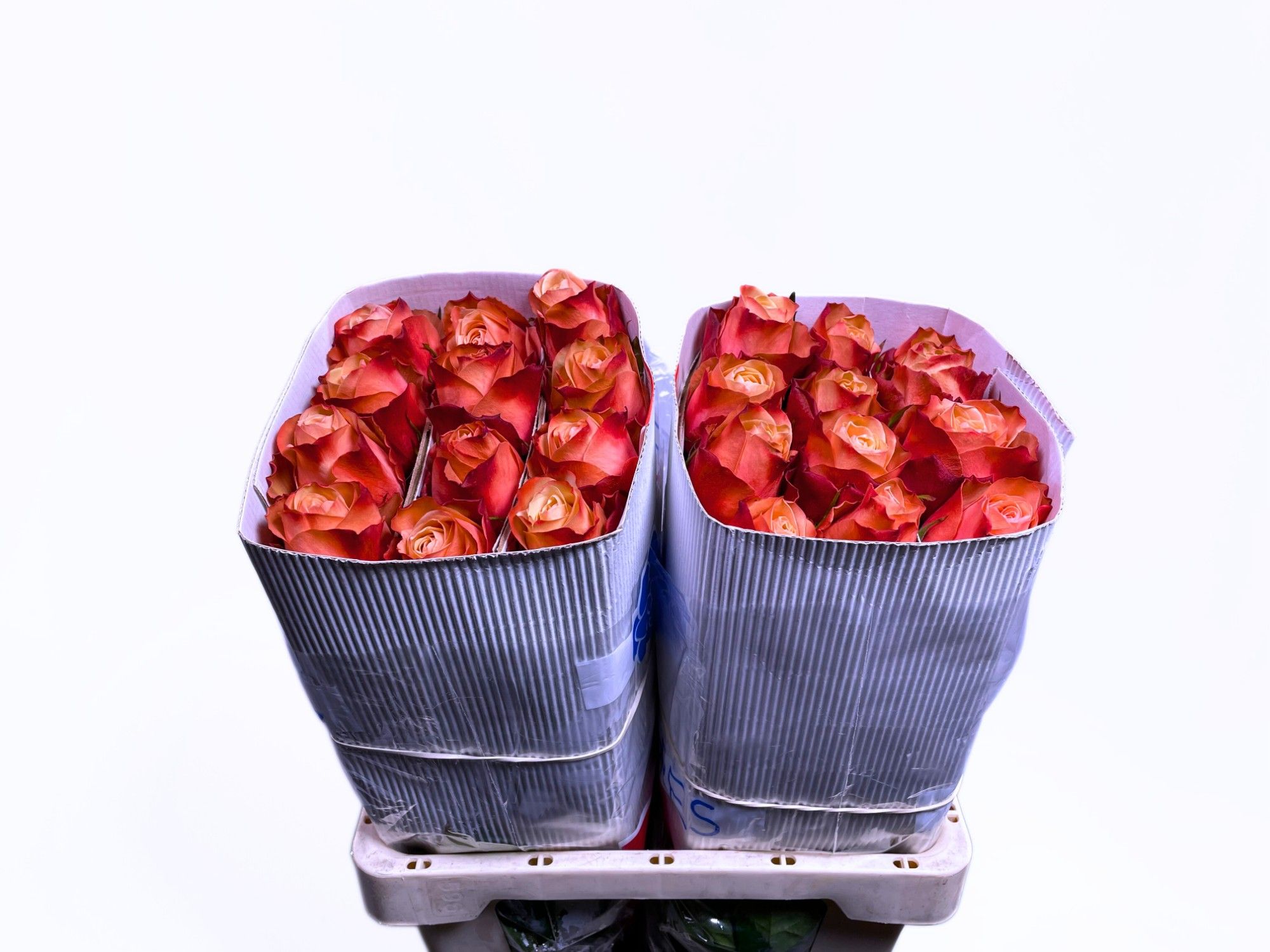 Роза од. Кахала 60, шт.