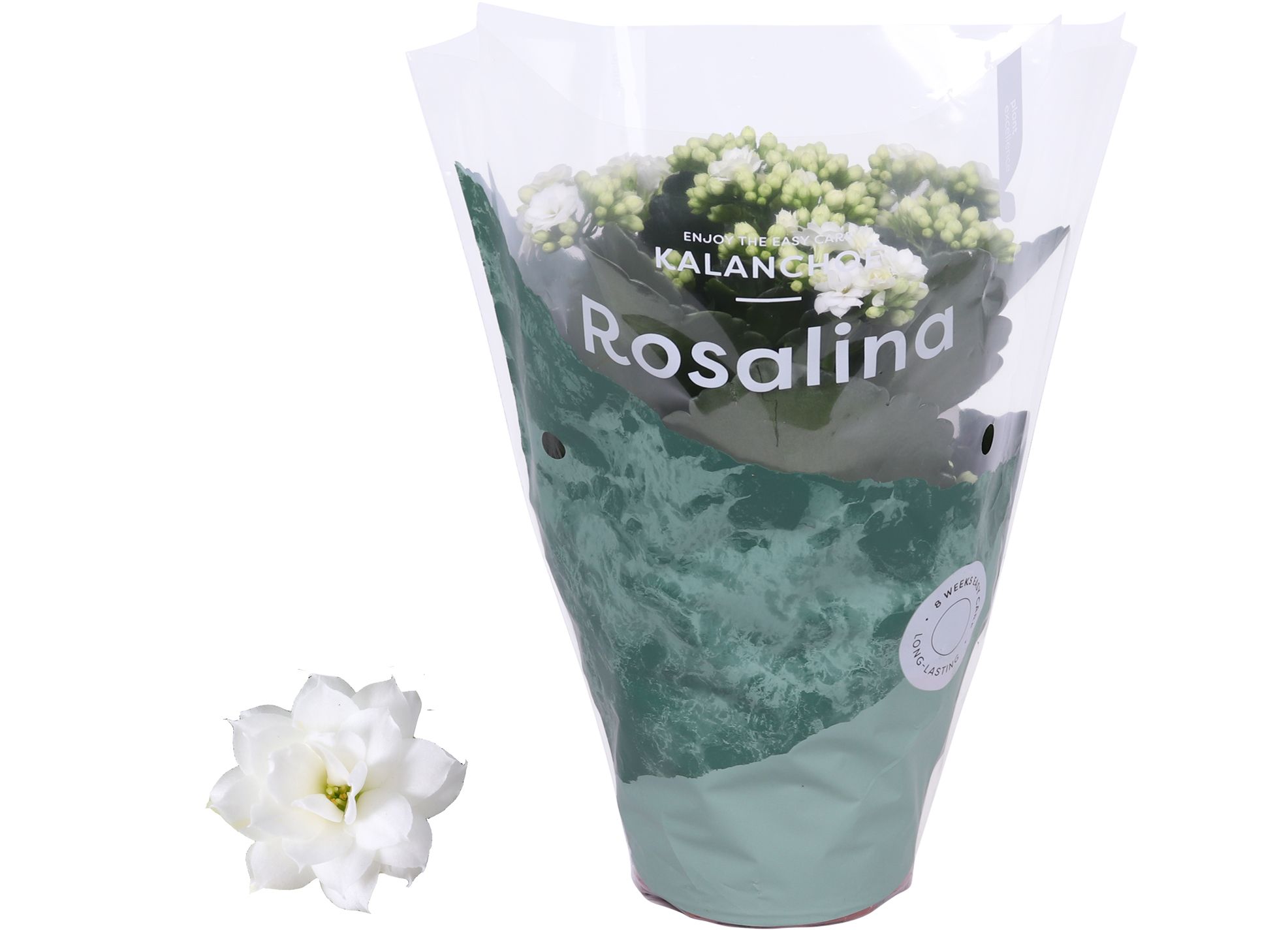 Kalanchoe Rosalina 12cm Don Dione wit, D 12
