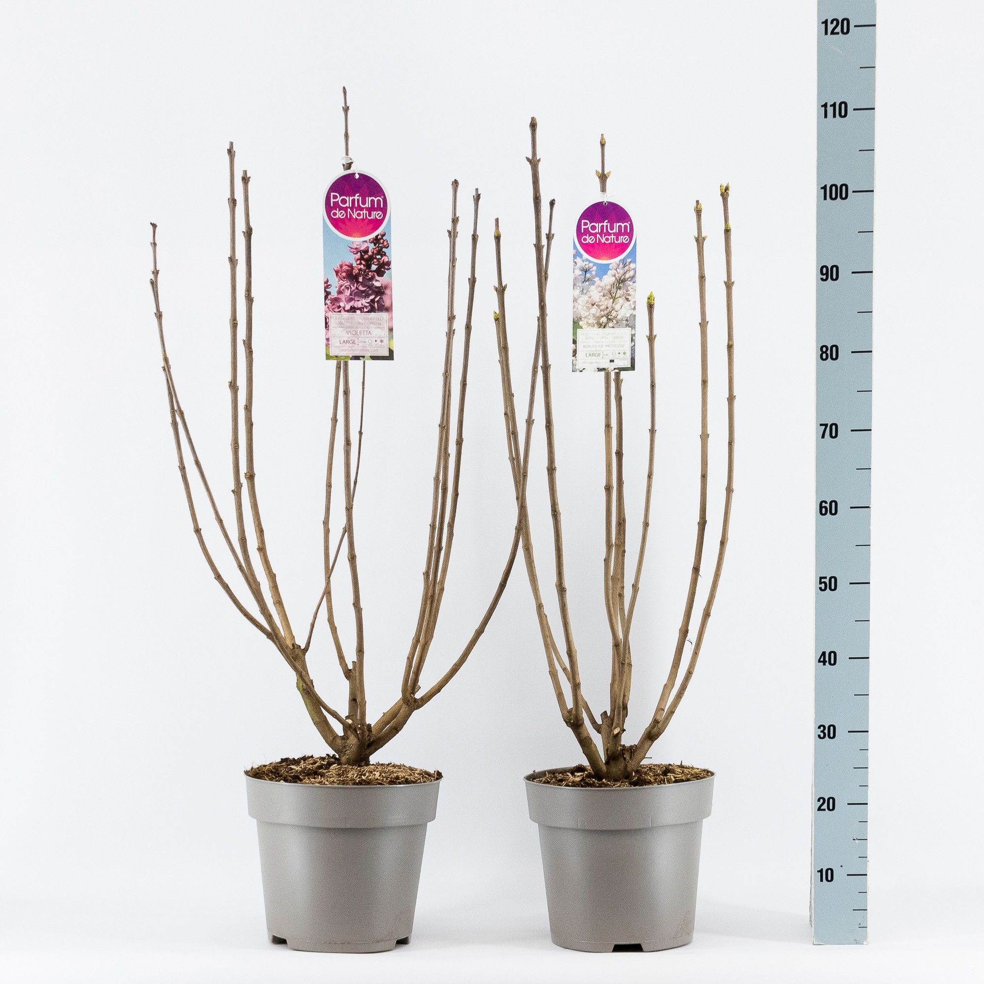 Syringa Vulgaris 2-jarig C10 Solitair mix, D 27