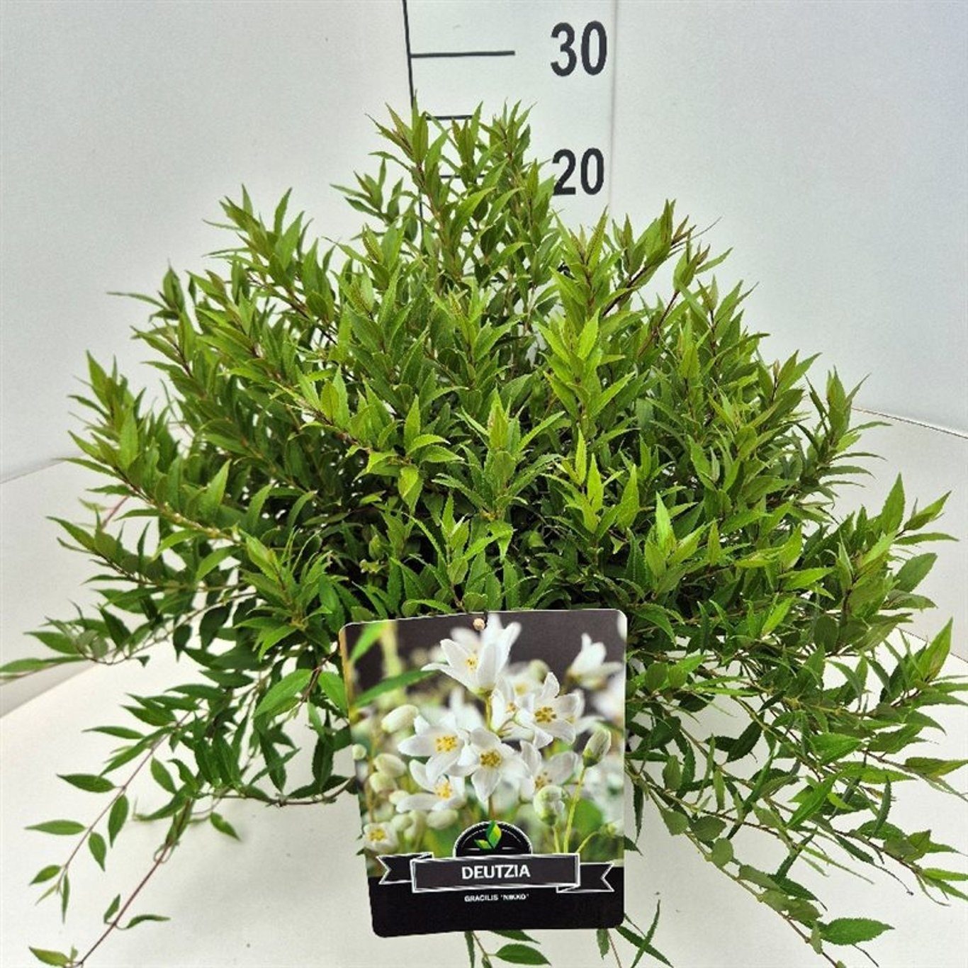 Deutzia gracilis 'Nikko', D 28