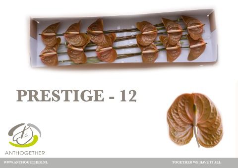 Антуриум Престиж x12, шт. Антуриум Престиж x12, шт.