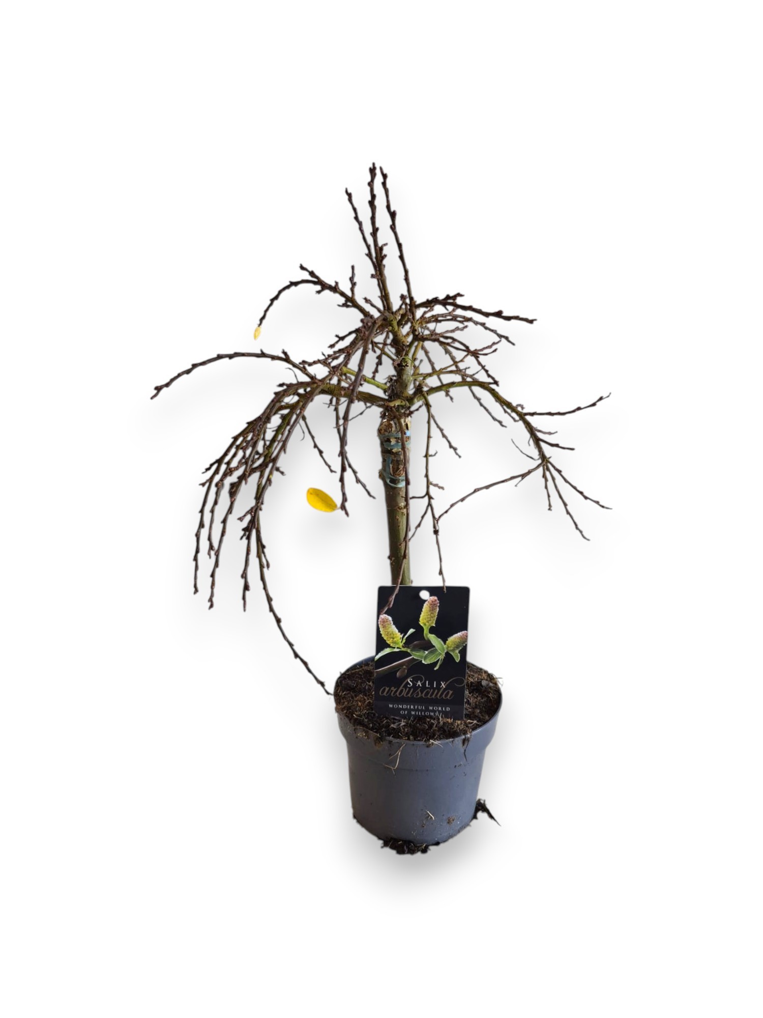 Salix Arbuscula 20cm stam P13, D 13