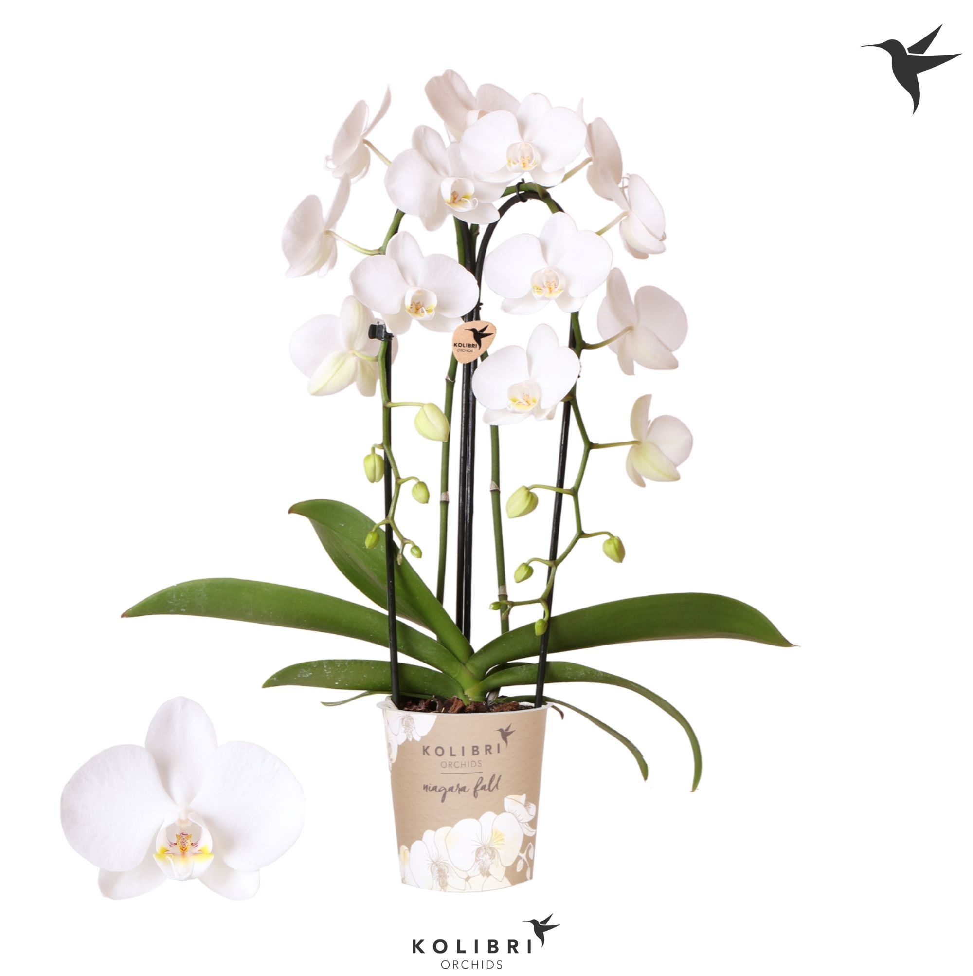 Kolibri Orchids Cascade Niagara Fall Pure Silk 2 spike, D 12