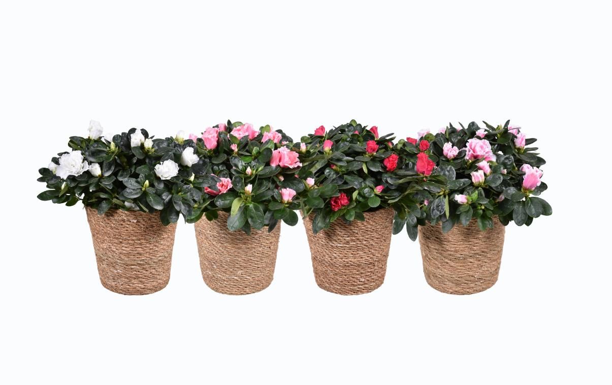 Azalea gemengd 14cm in mand 17cm, D 14