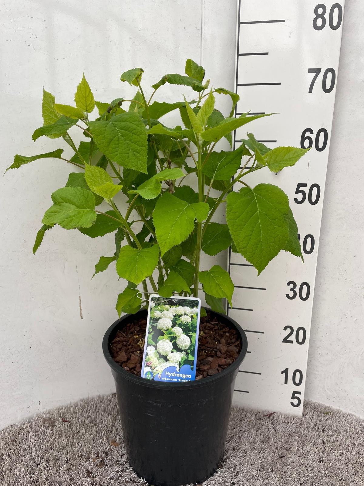 Hydrangea arb. Annabelle 60-70 P28, D 28 cm