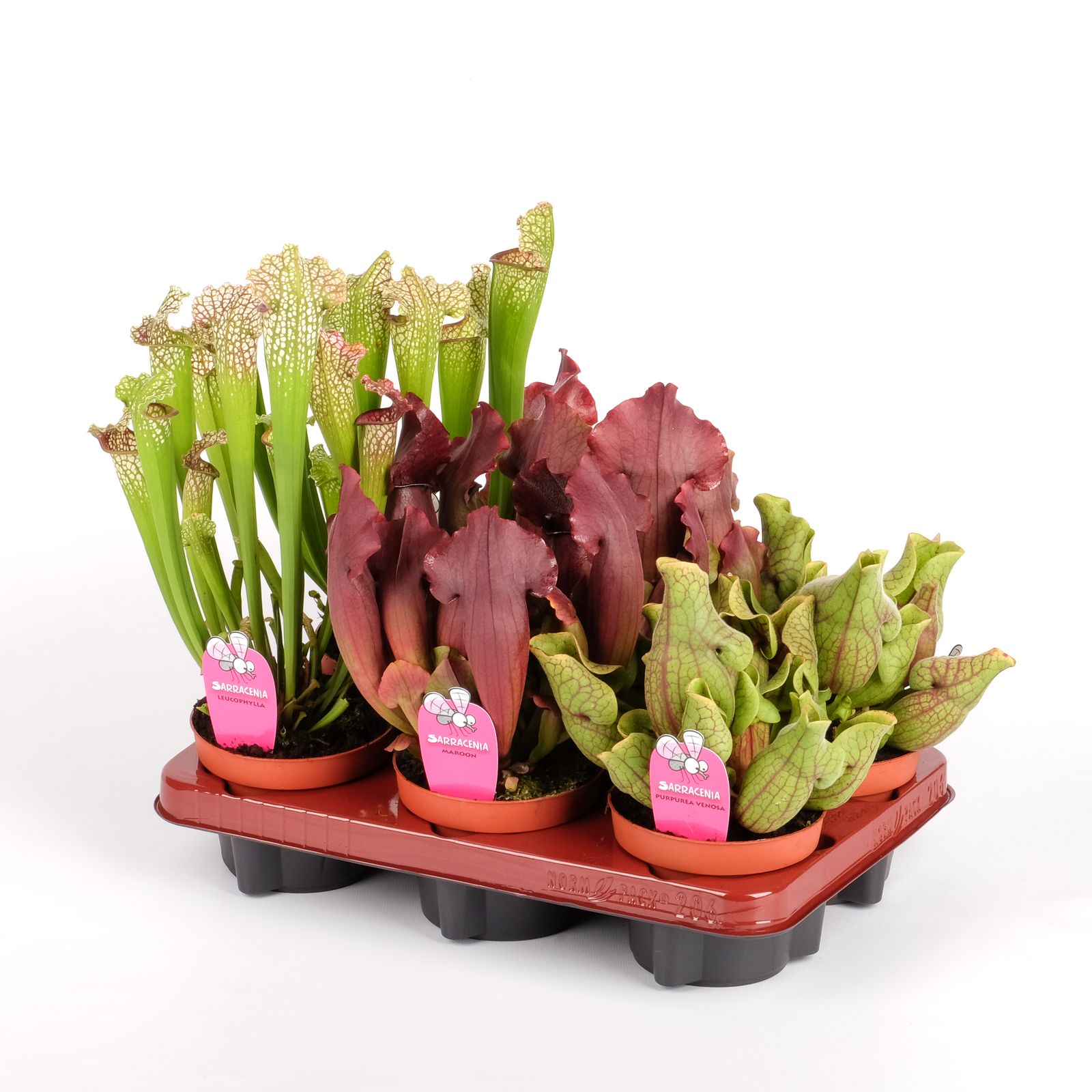 Sarracenia mix, D 12