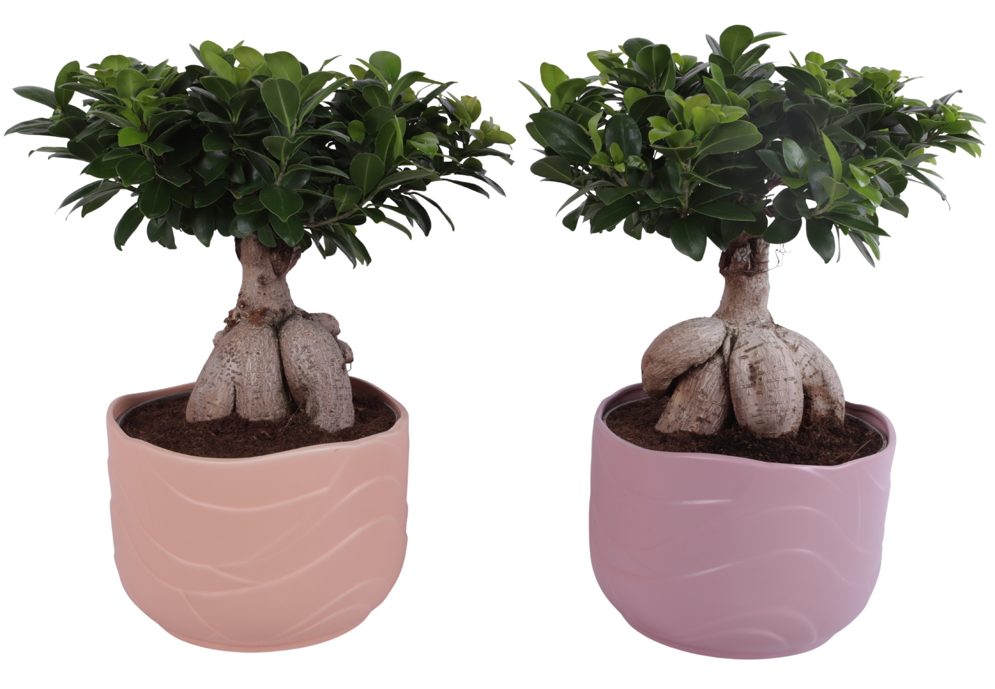 Ficus m. Ginseng Ball Shape Ø24cm in Ø26cm Ceramic SE660, D 26