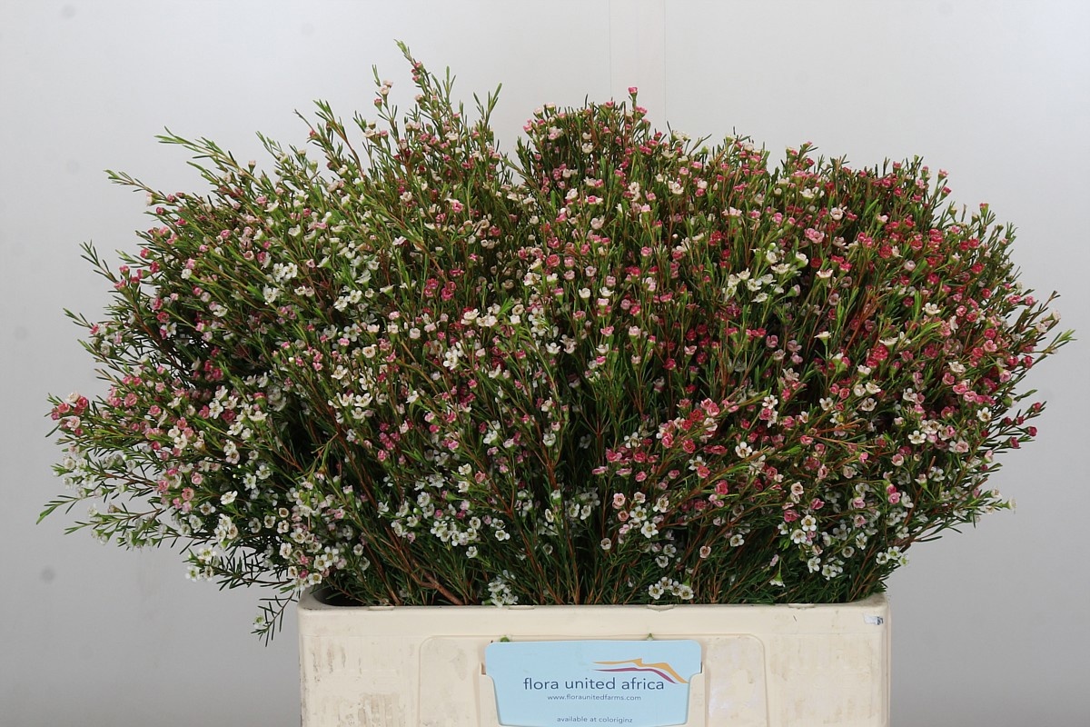 Шамелациум Май Свит Сикстин 55, шт.