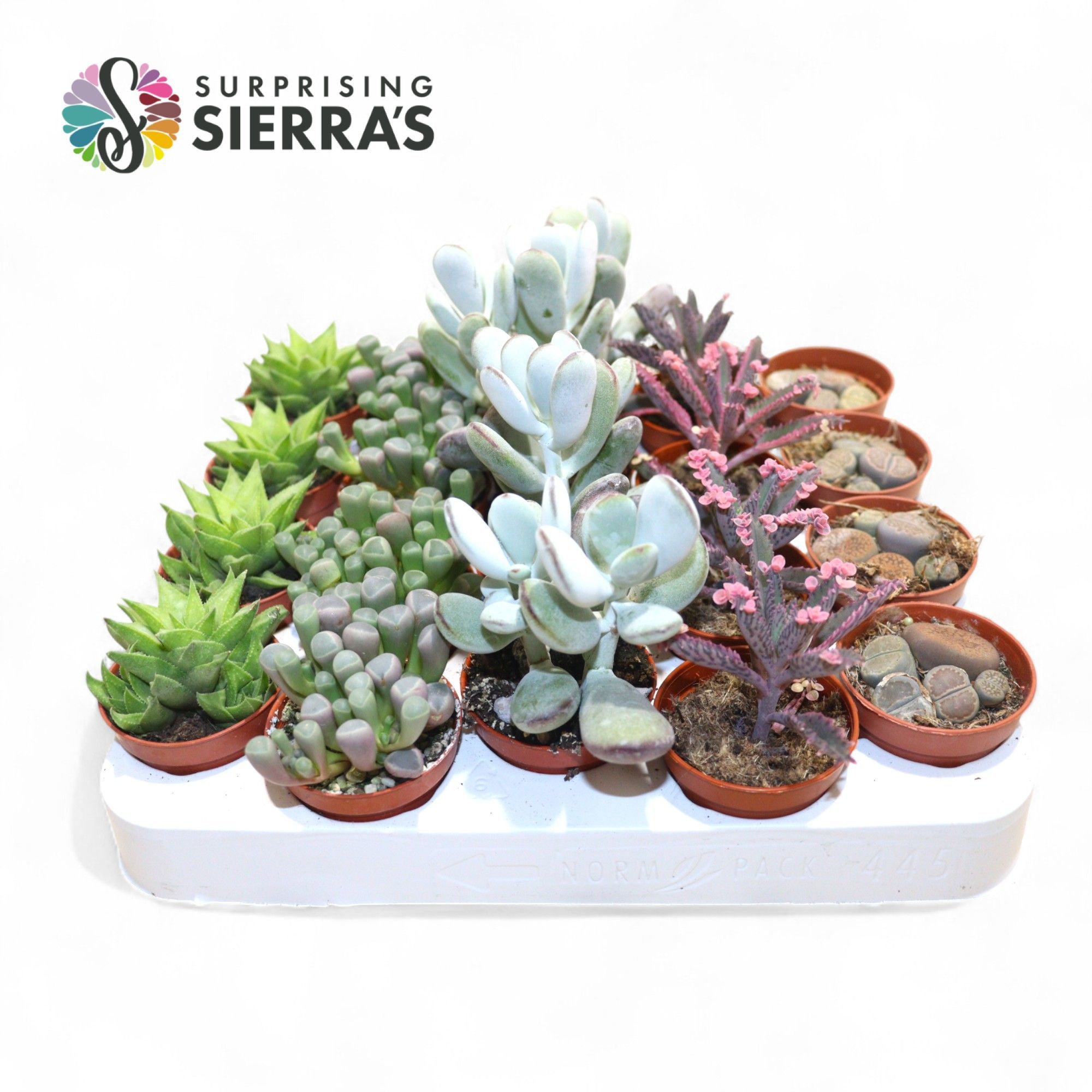 Sierra's® - Barcelona Succulent Mix (Exclusive), D 5,5 cm
