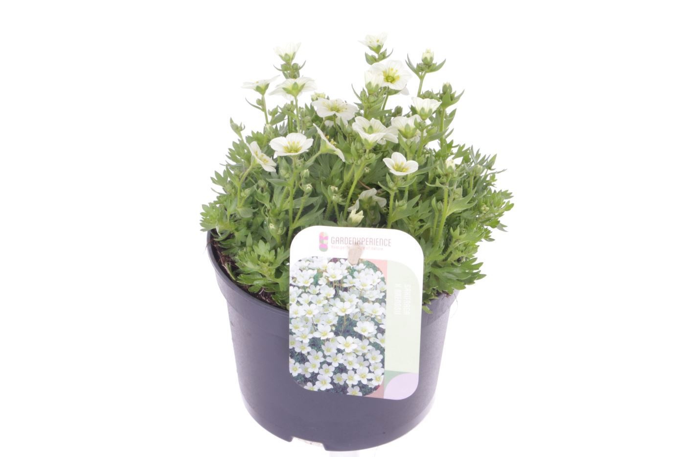 Saxifraga Alpino white, D 13