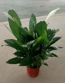 Спатифиллум Фине Вине Грейд Б 10 43