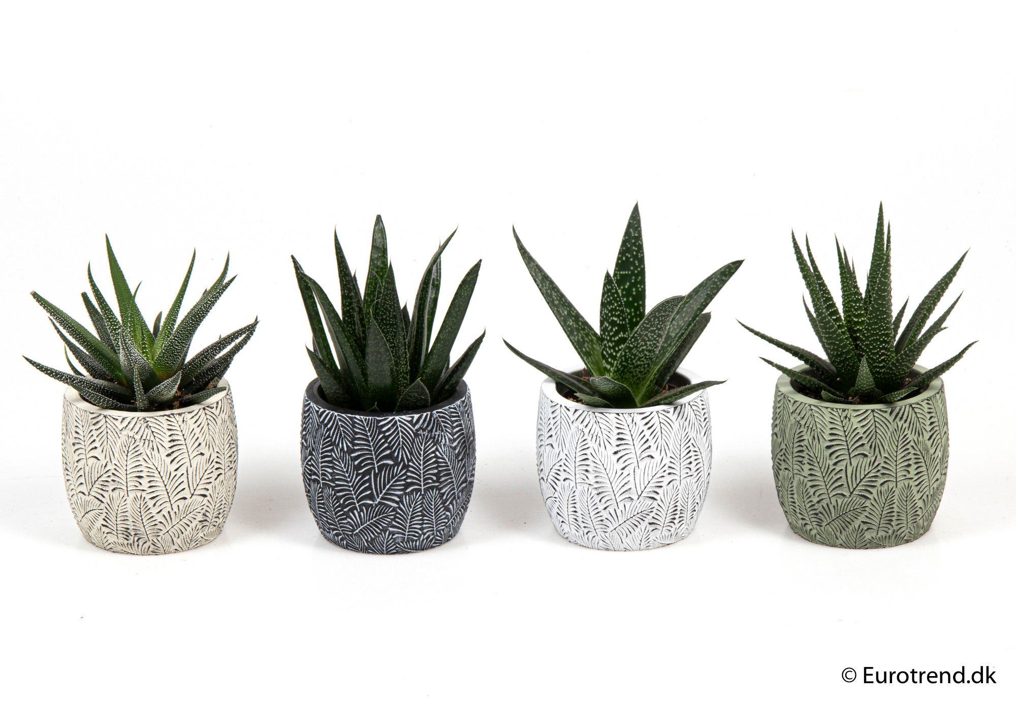 Haworthia mix in ceramic - New Look 2025, D 6