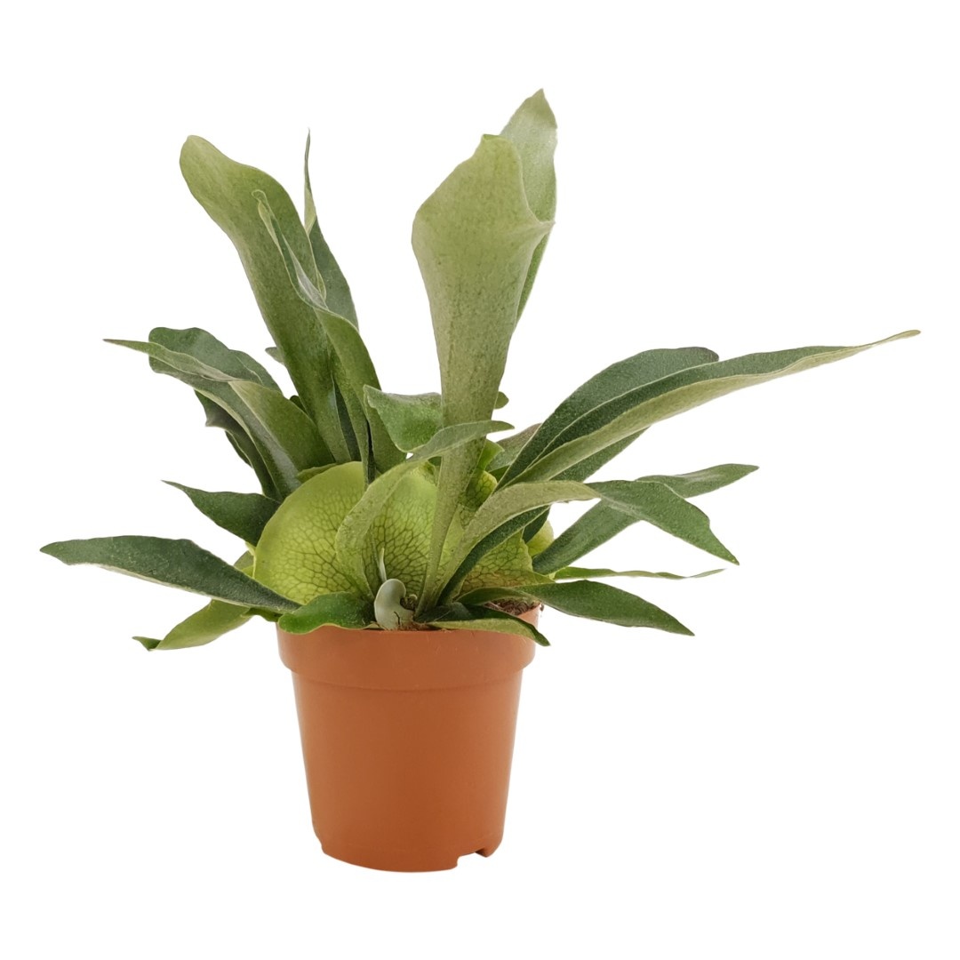 Platycerium Bif. P&PURE Collection, D 12