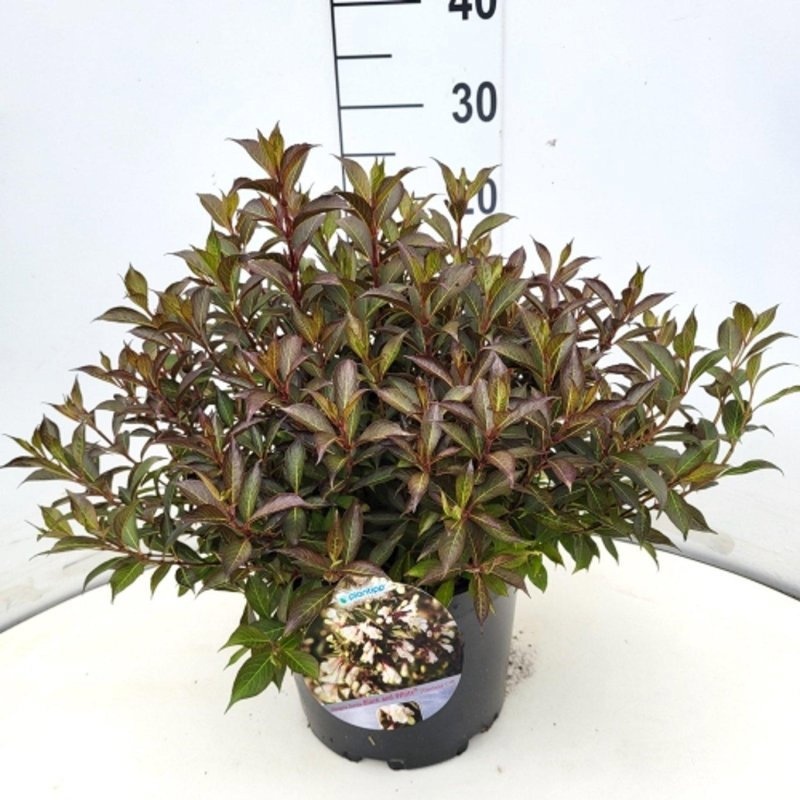 Weigela Black and White, D 29 cm