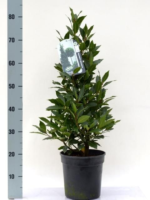 Laurus nobilis Pyramide - Vlaamse Laurier Europees Erkend, D 20