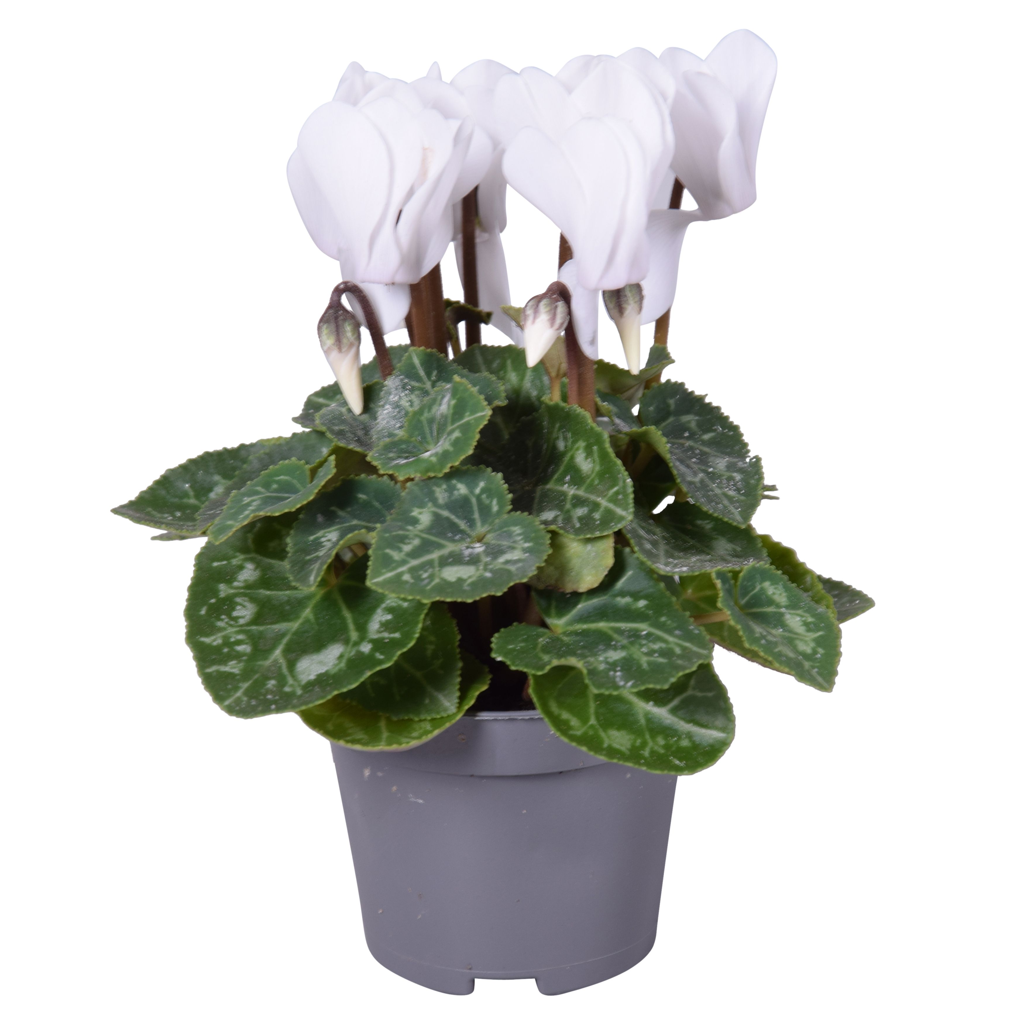 Cyclaam micro wit, D 6