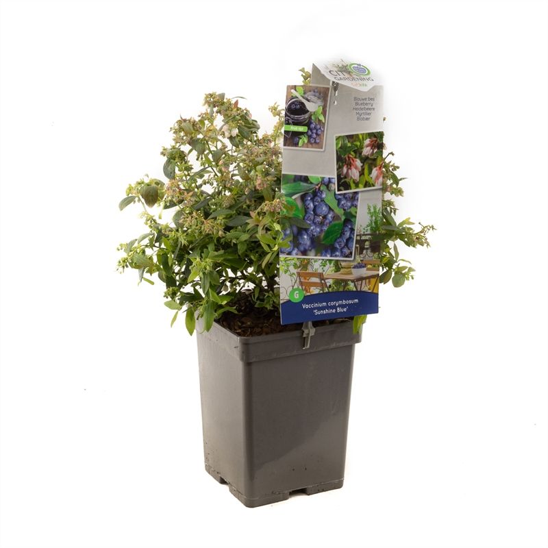 Vaccinium corymbosum Sunshine Blue Blauwe bes (pluk juli /aug.), D 18 cm