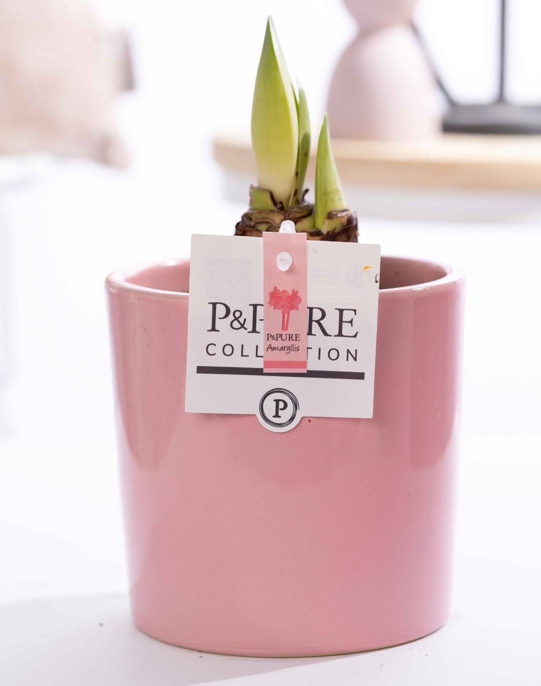 Hippeastrum pink in P&PURE Essential ceramics pink, D 12