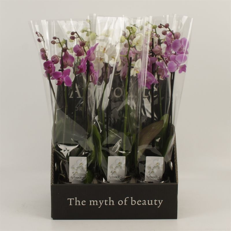 Phalaenopsis gemengd 3 tak gemengd in displaybox, D 12 cm
