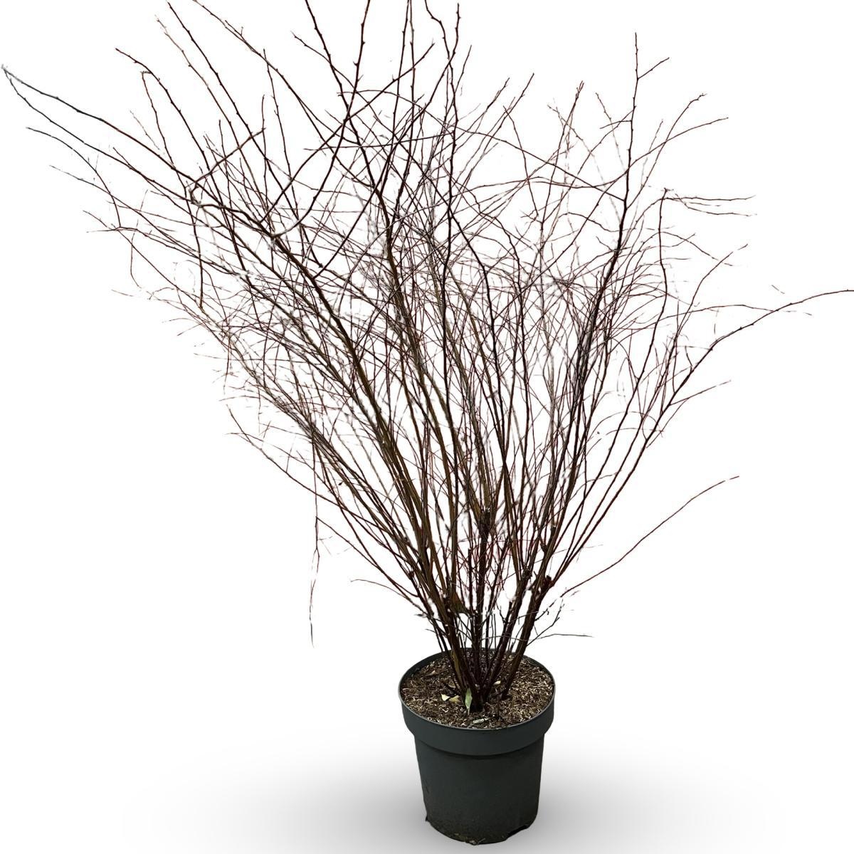 Spiraea vanhouttei, D 32