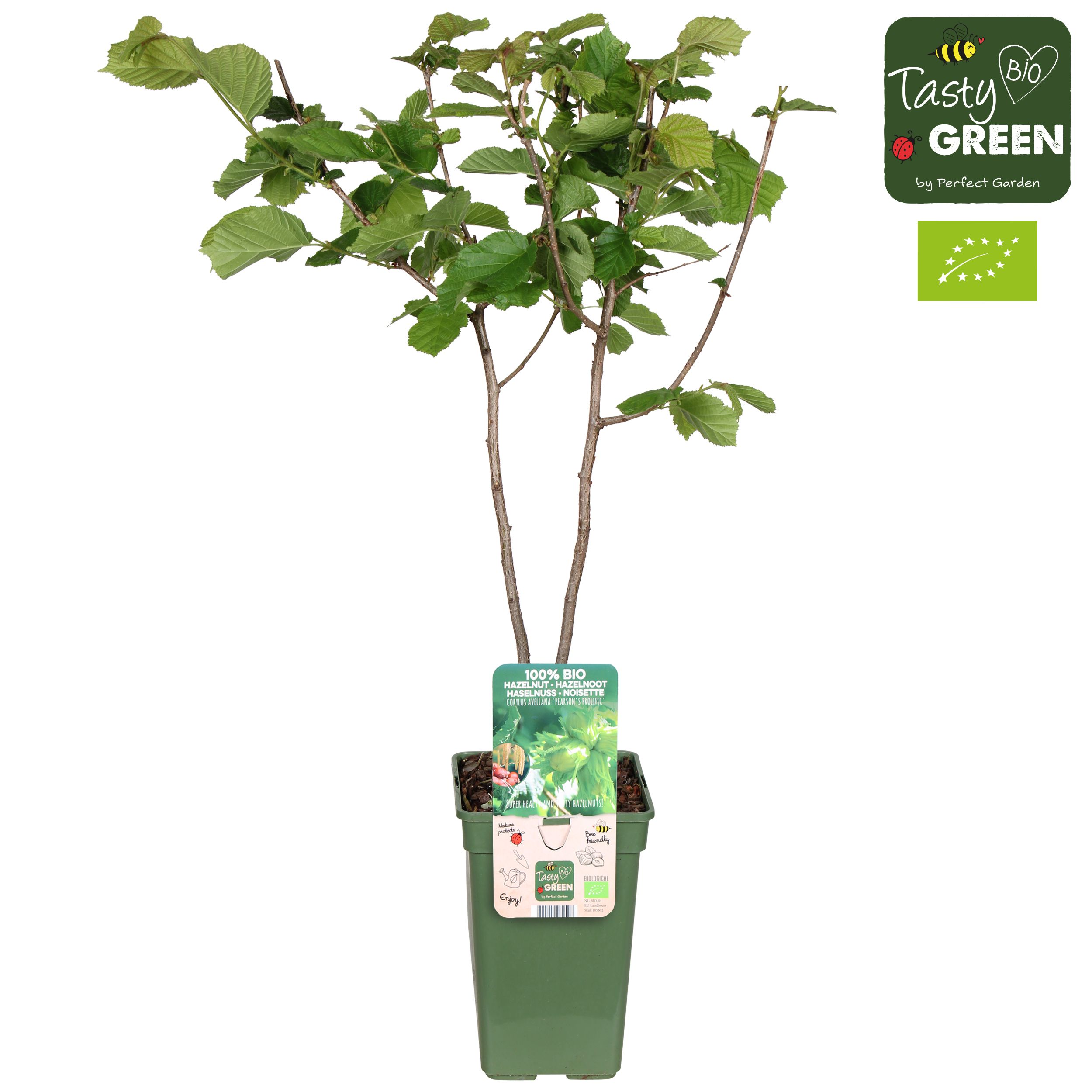 Corylus Rode Zellernoot Bio P19, D 19