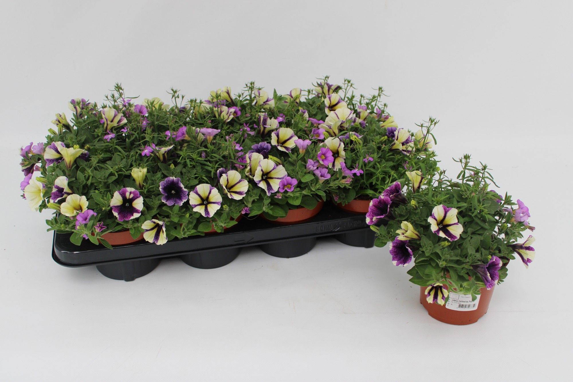 Confetti Garden 'Lilac Taste ', D 13