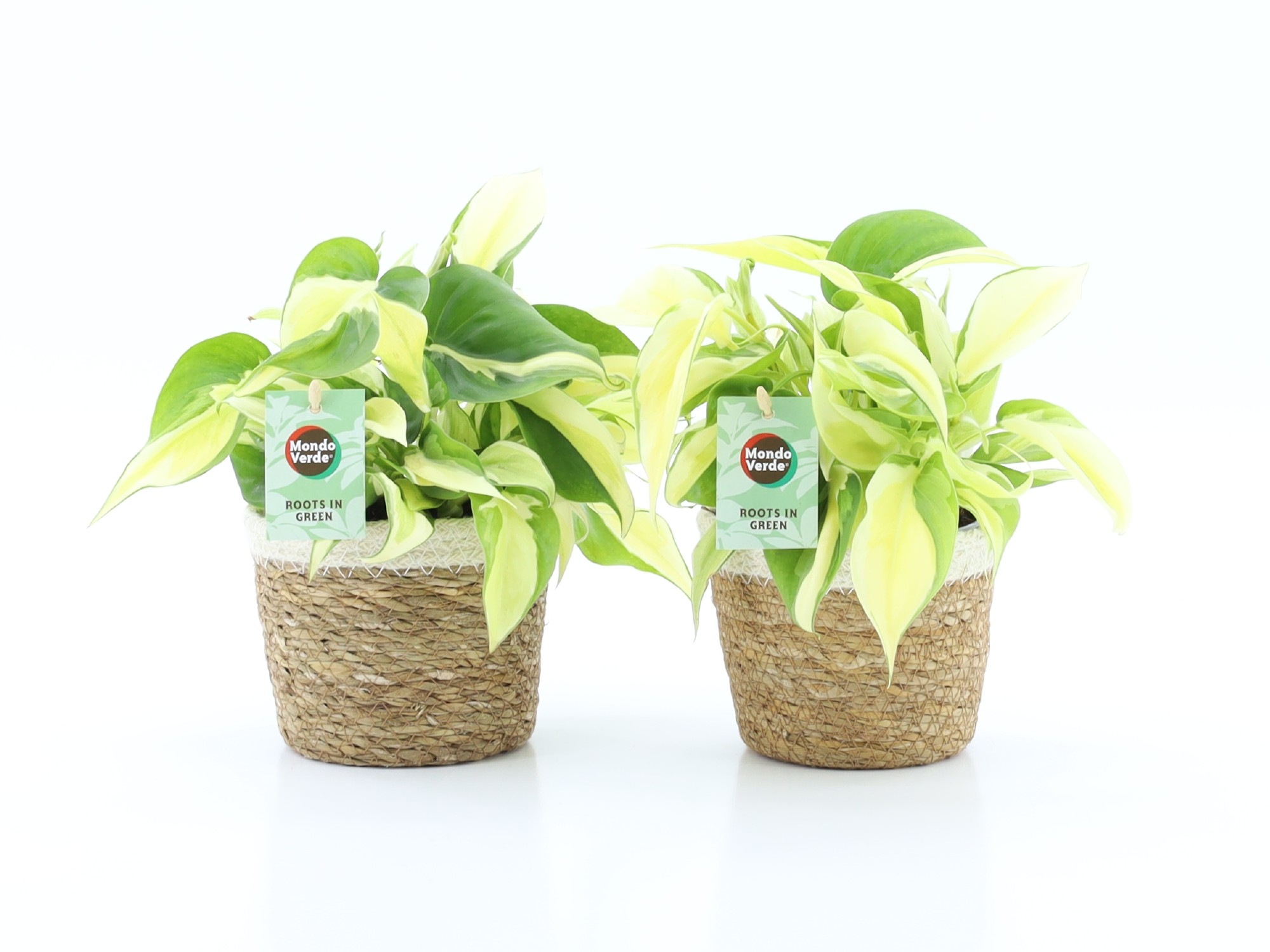 Philodendron scandens Noah Korb, D 14