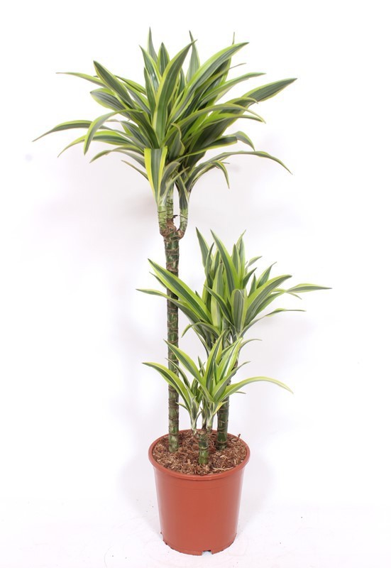 Dracaena Lemon Lime 60-30-15, D 21