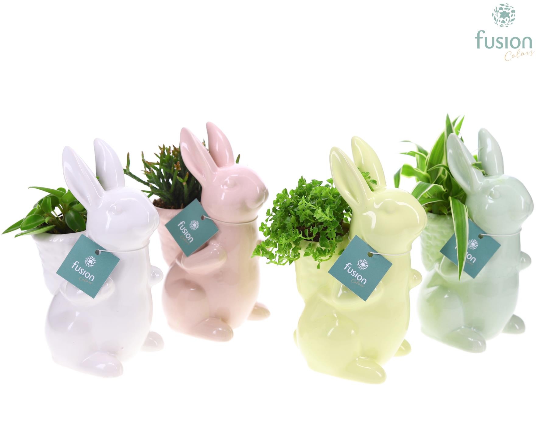 Pasen Haas keramiek 4 kleuren met groene planten, D 12 cm Pasen Haas keramiek 4 kleuren met groene planten, D 12 cm