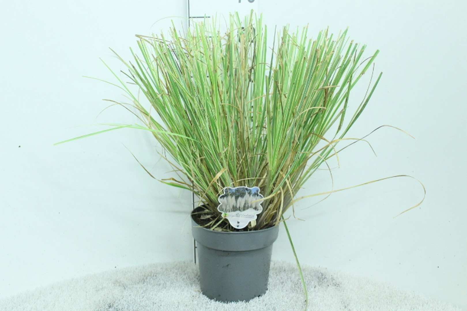 Cortaderia minipampas 'Mini silver Pampas' P23, D 23