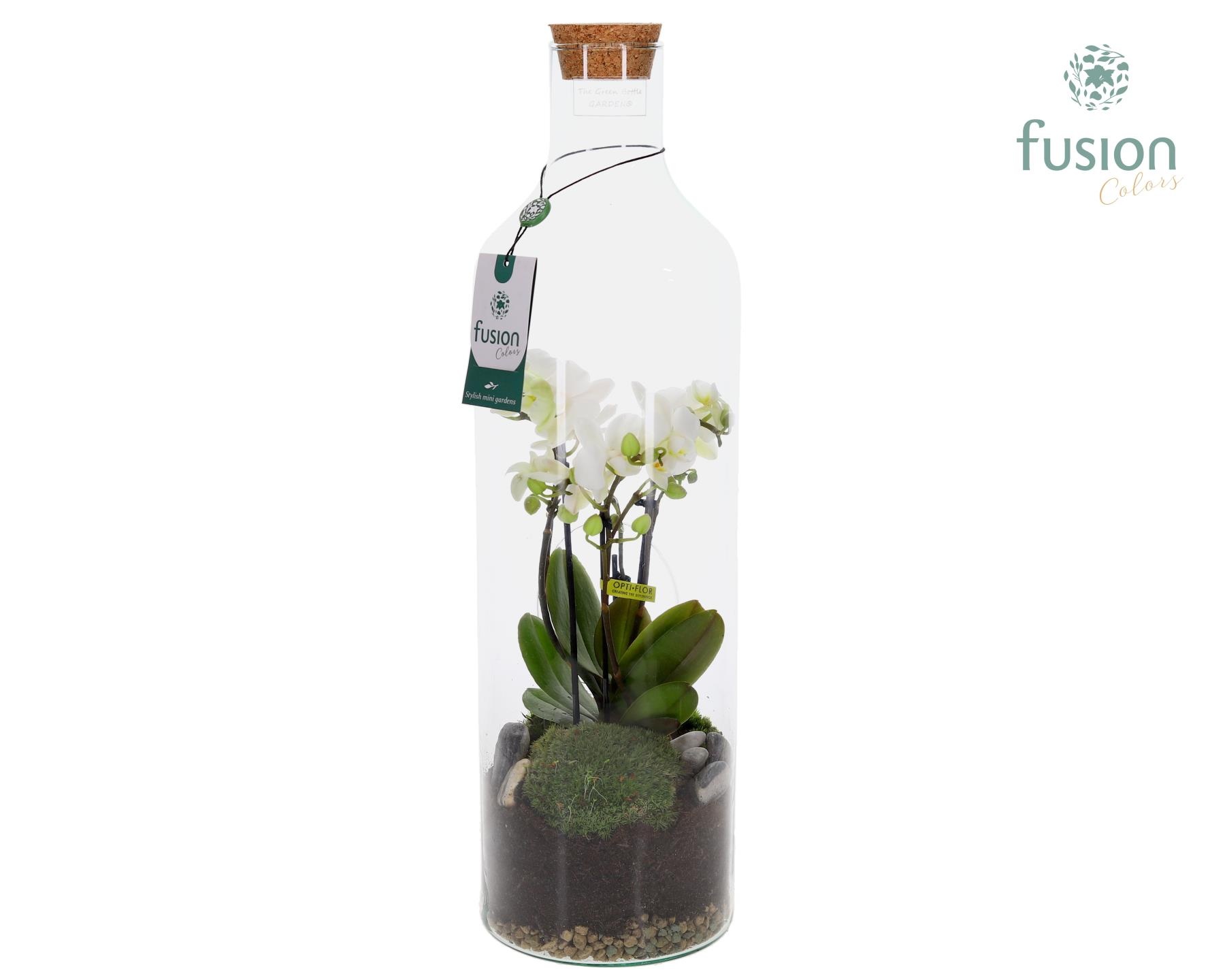 Green Bottle Fles Large met 4 tak Phalaenopsis 24 uurs levertijd, D 15