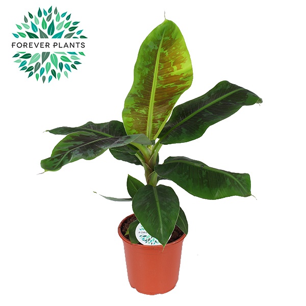 Musa Oriental Dwarf p21, D 21