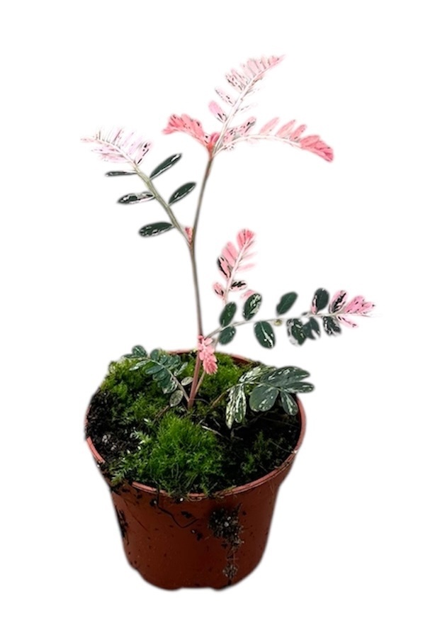 Phyllanthus Urinaria Variegata, D 6 cm